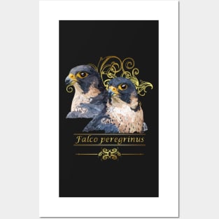 Peregrine falcon Posters and Art